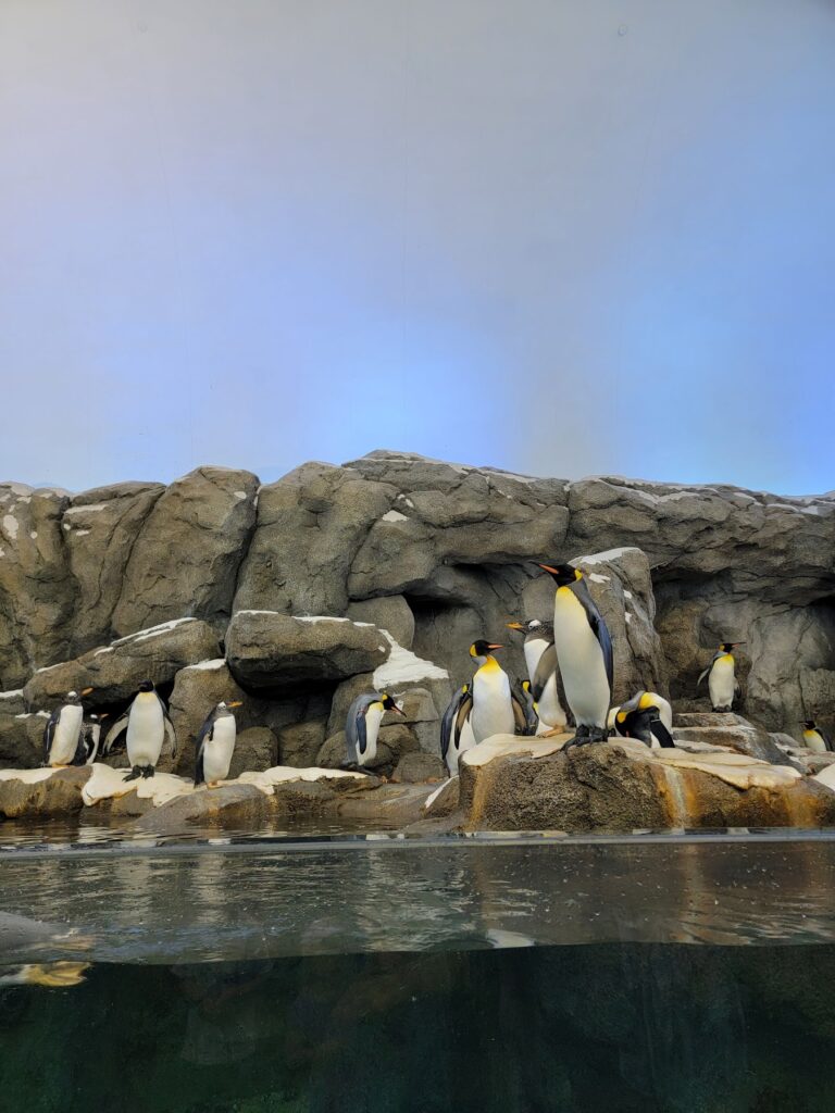 see the penguins at the Calgary Zoo on your summer date 